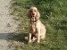 Texel - štastný pes.jpg